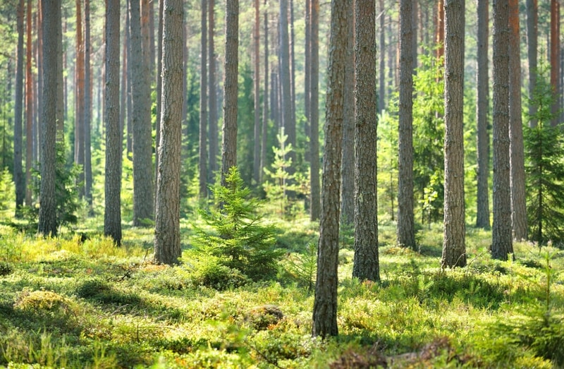 Forests are Finland's most valuable natural resource Finnish Forest
